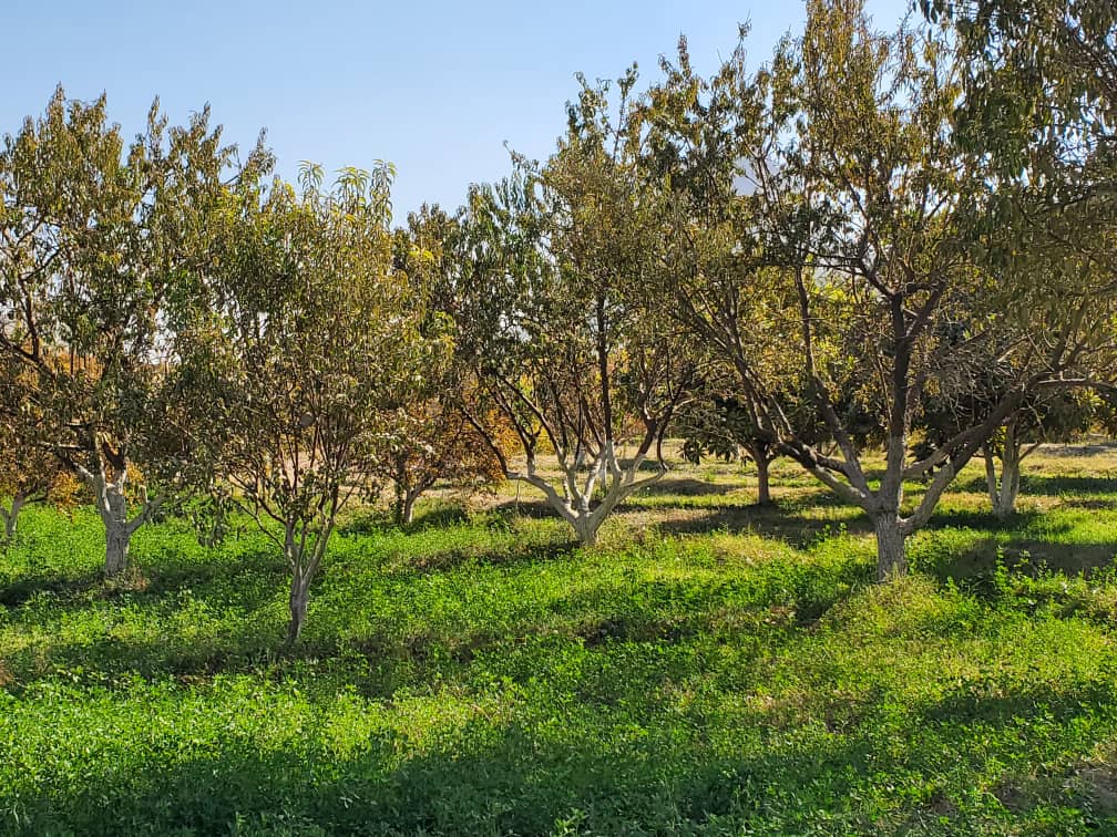 د کندهار کوهکران څېړنیز فارم د بڼ ښاخبرۍ او کرنیزې چارې ترسره شوې