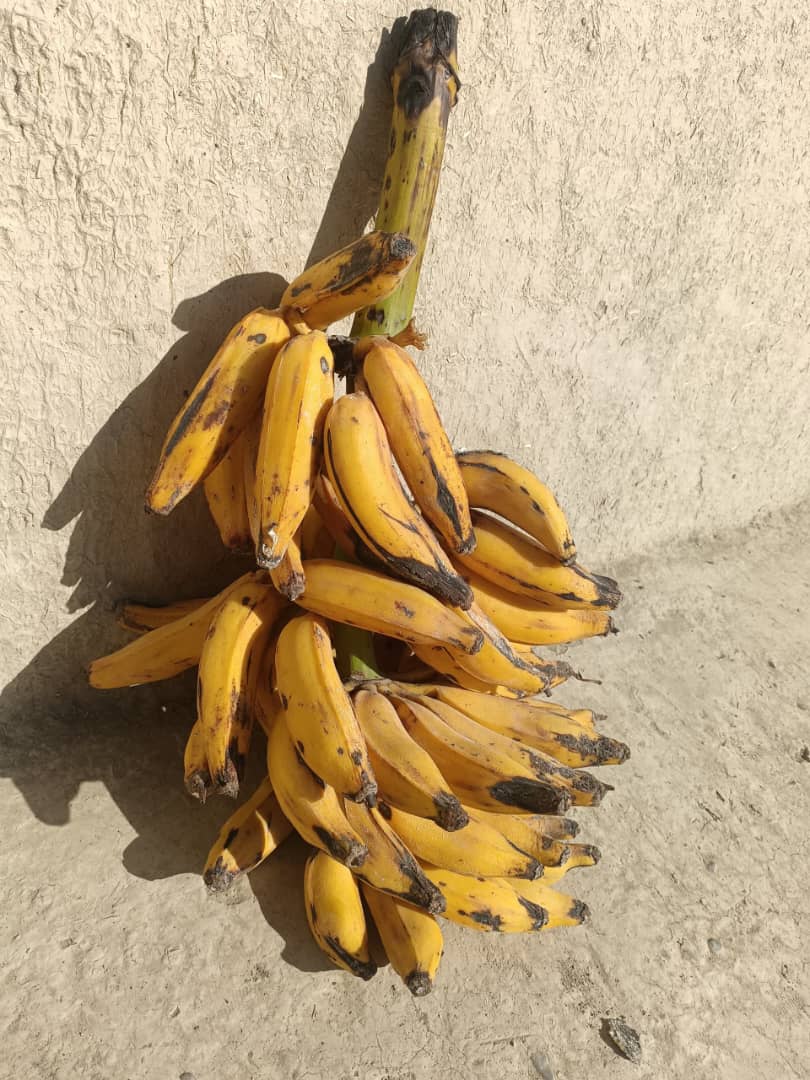 کشت کیله در خوست؛ دهقانی که در سایه تلاش‌هایش امیدهای نو زنده شده است