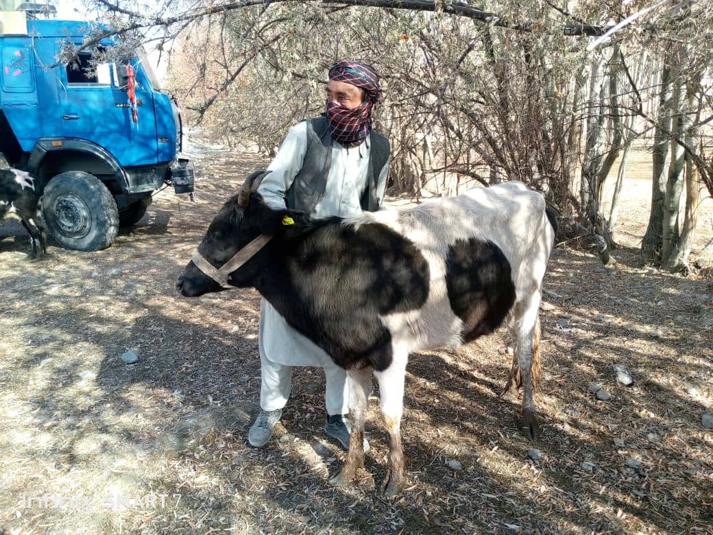 توزیع گاوهای شیری نسل نورستانی در ولسوالی زیباک بدخشان
