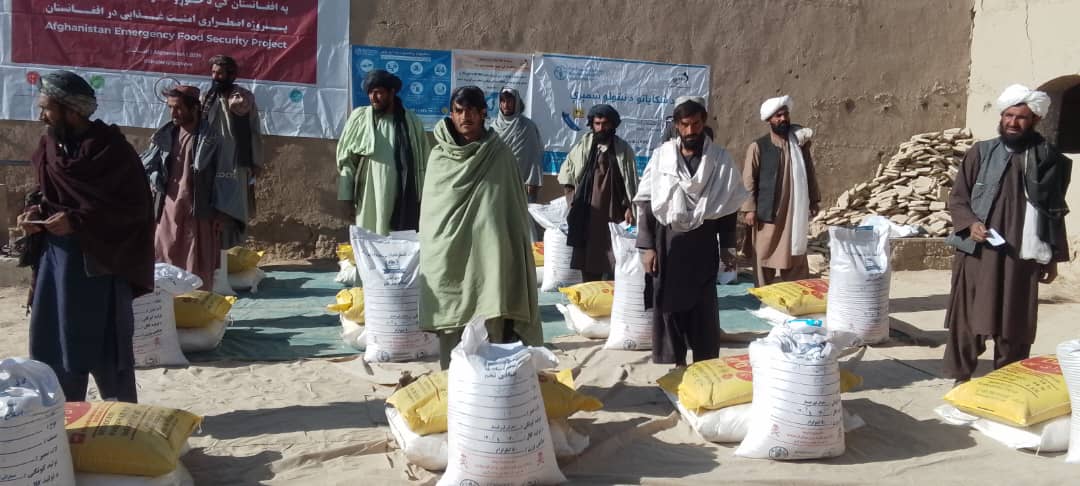 د کندهار پنځو ولسوالیو کې پر څه باندې دوه زره بزګرانو د غنمو تخم او کیمیاوي سرې ووېشل شوې