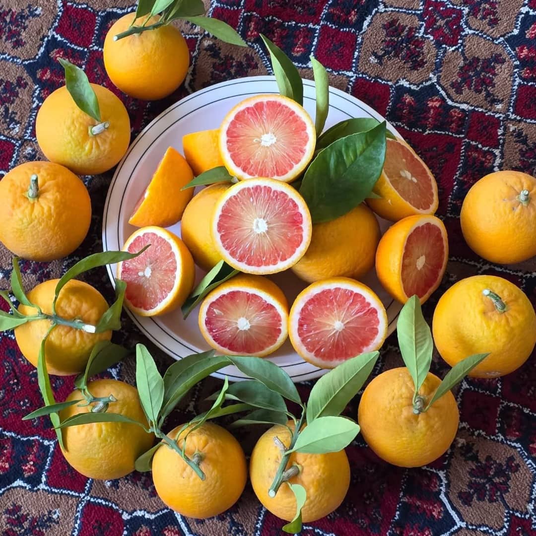 د ننګرهار وادي کرنیز شرکت؛ په هډې فارم کې ۵۰۰ جریبه د مالټې نوې بڼونه حاصل ته رسېدلي