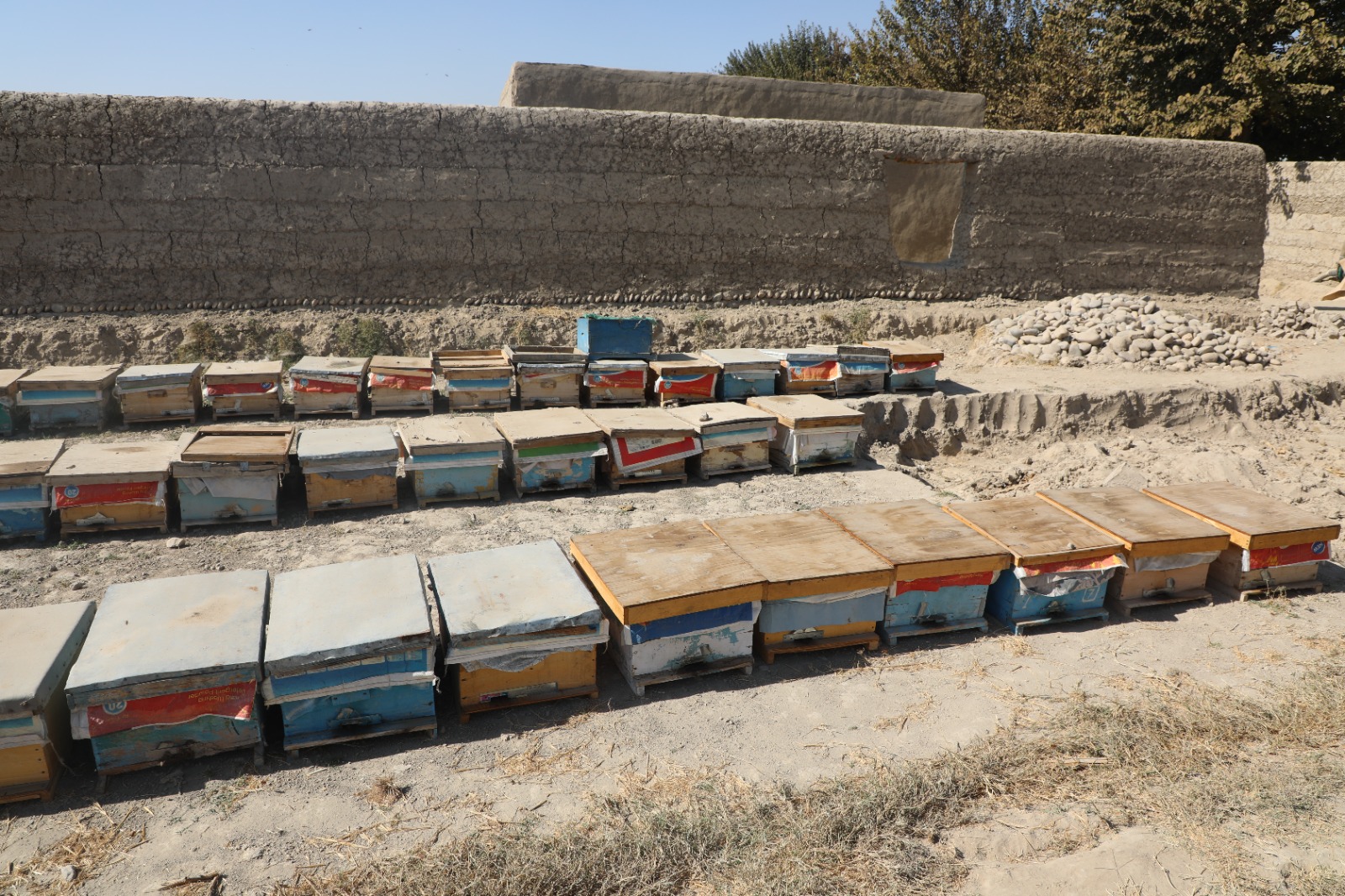 هلمند کې د شاتو مچیو د ۱۶۰ څخه ډېرو فارمونو فعالیت؛ سږکال ۳۵ ټنه شات تولید شوي