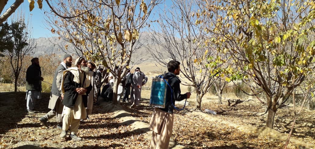 برنامه یوریا اسپری در ولسوالی عنابه آغاز شد