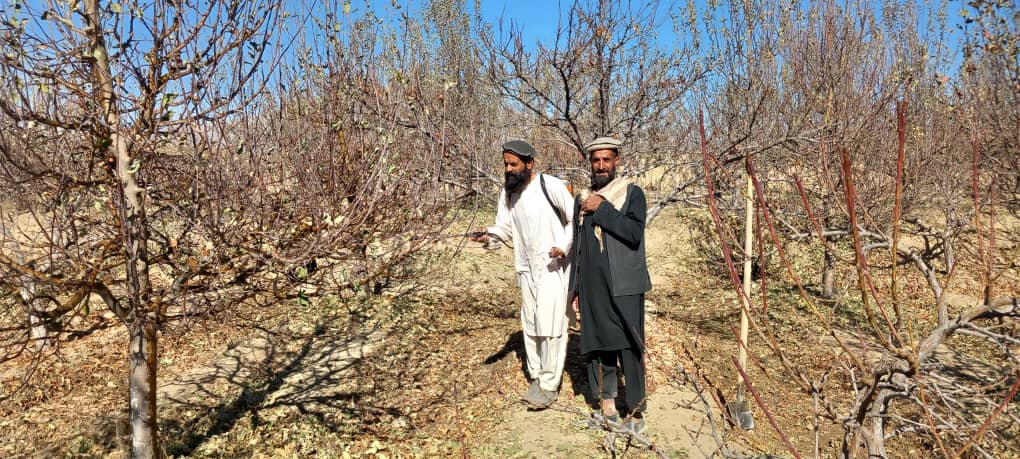 آغاز کمپاین محلول یوریا اسپری در ولسوالی خاکجبار