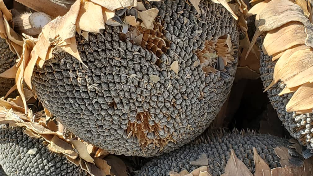 د کندهار نوروزي څېړنیز فارم کې د لمرګل حاصلاتو راټولول پیل شو