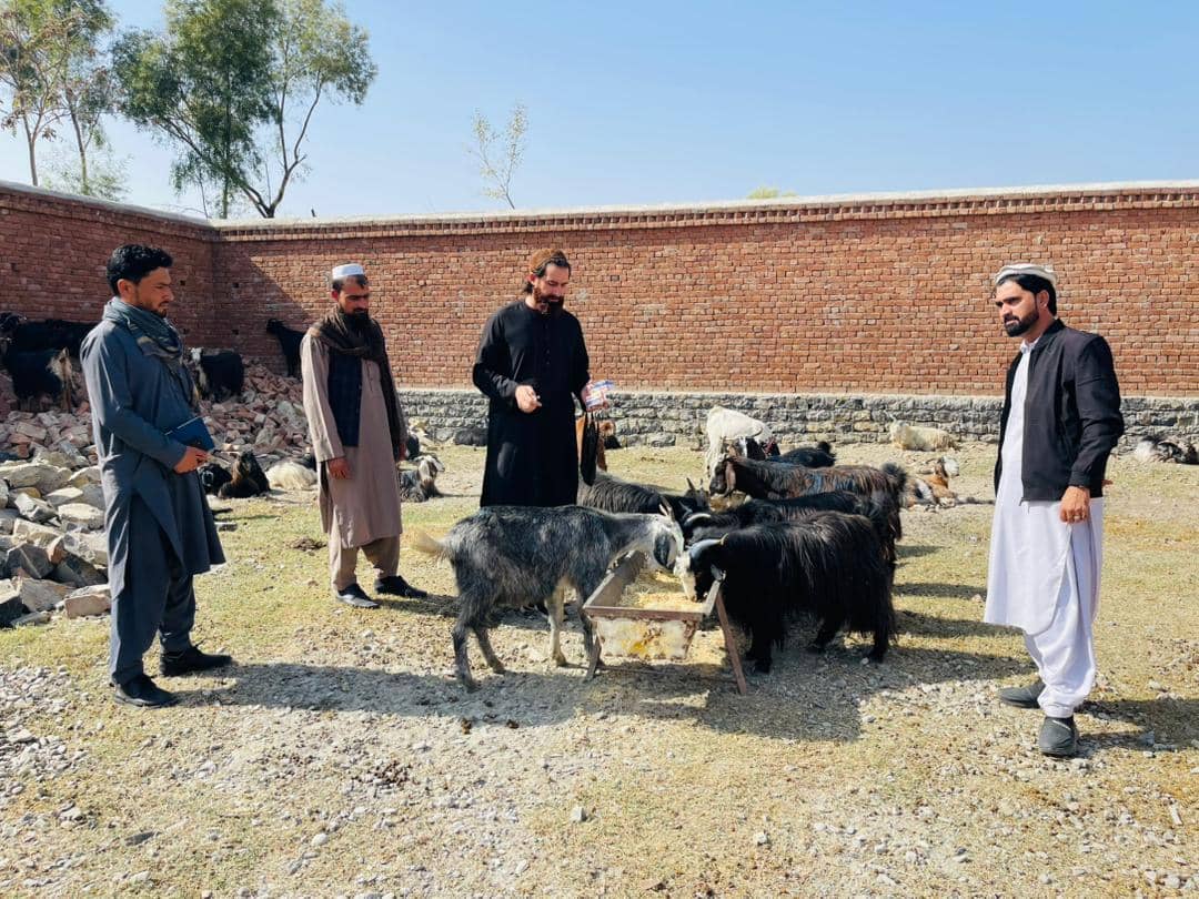 خوست کې د پخوانیو روږدو د ملاتړ او مالدارۍ د پیاوړتیا په موخه وزې وېشل کېږي 