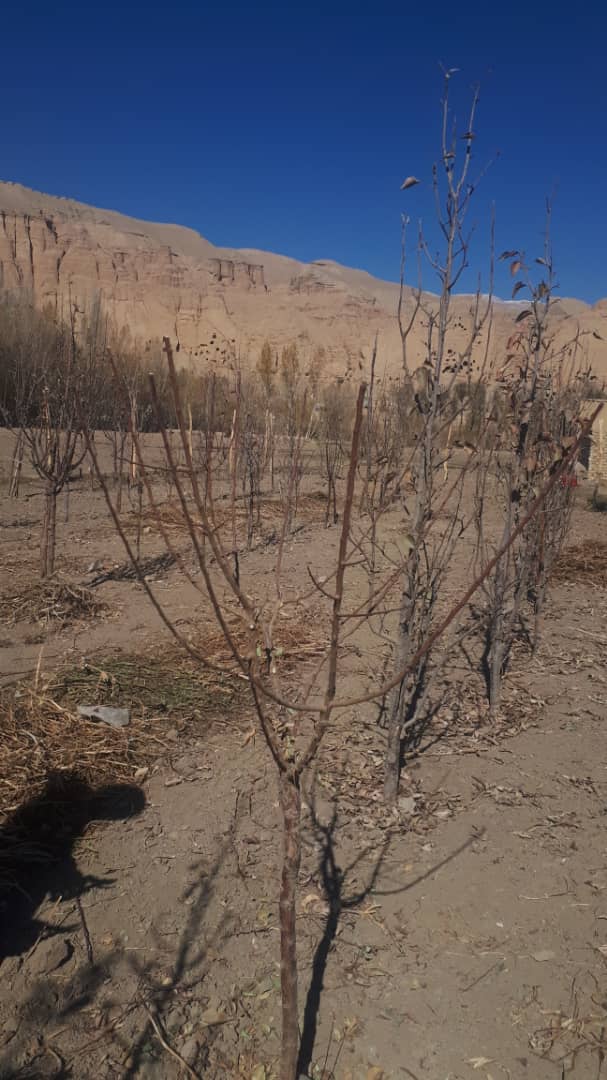 رهنمایی طریقه ساخت و استعمال یوریا اسپری برای دهقانان و باغداران در بامیان انجام شد