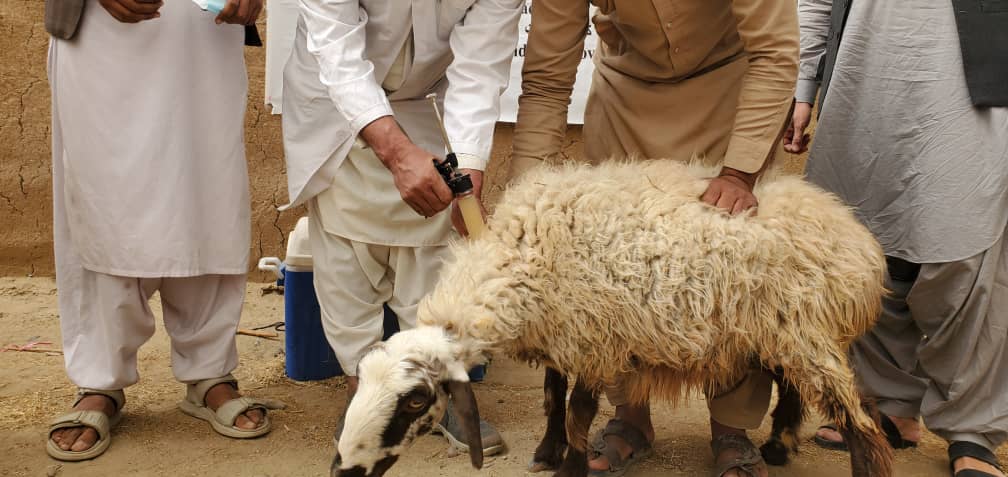 کندهار کې نږدې ۱۳۰ زره څاروي د ریخک او پروتوزوایي ناروغیو پر وړاندې واکسین شوي