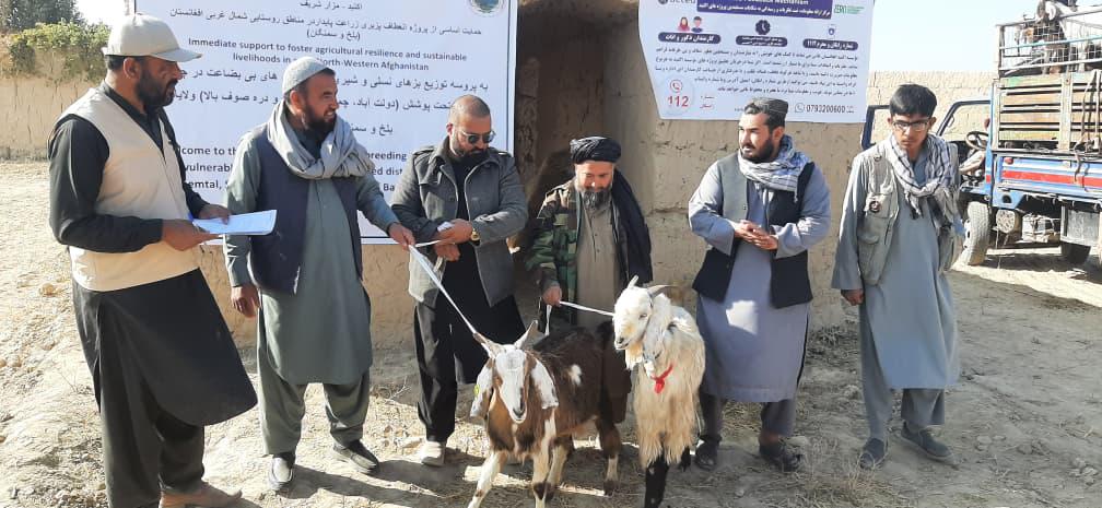 توزیع بزهای شیری برای خانواده‌های مستحق در ولسوالی دولت‌آباد بلخ