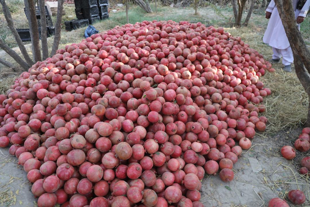 سږ کال د کندهار له لارې د انارو صادرات ۲۲ زره ټنو ته رسېدلي