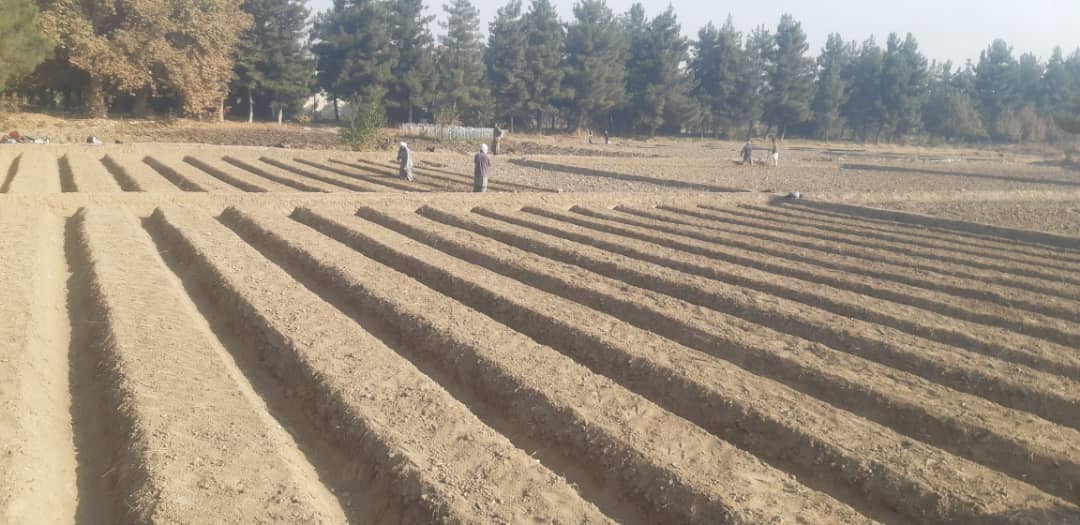 دیدار رئیس عمومی انستیتیوت تحقیقات زراعتی با رئیس زراعت تخار