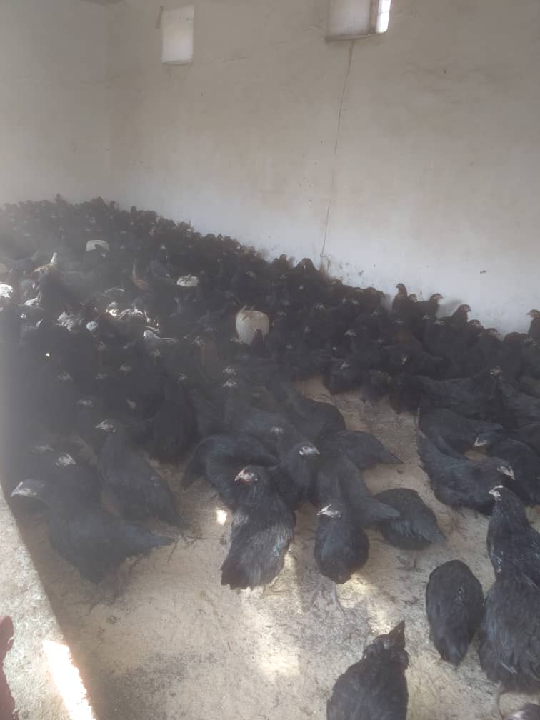 نظارت از وضعیت مرغ‌های تخمی قبل از توزیع برای خانواده‌های مستحق