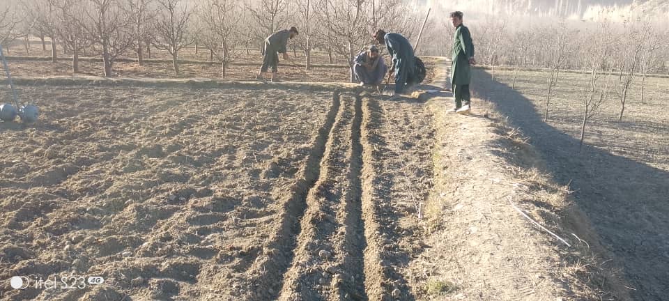 د میدان وردګو دایمیرداد کې د غنمو ننداریزې کروندې جوړې شوي