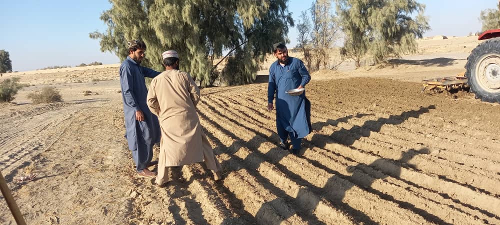 آموزش و راهنمایی دهاقین برای کشت قطاری گندم در نیمروز