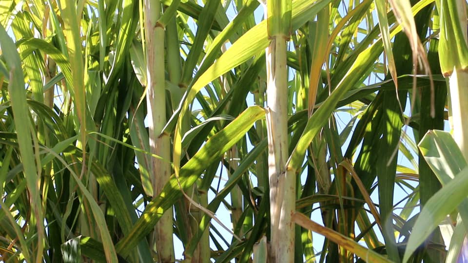 خوست کې پر ۴۰ هکټاره ځمکه ګني کرل شوي؛ سږکال د ۳۵۰ ټنه حاصلات اټکل کېږي