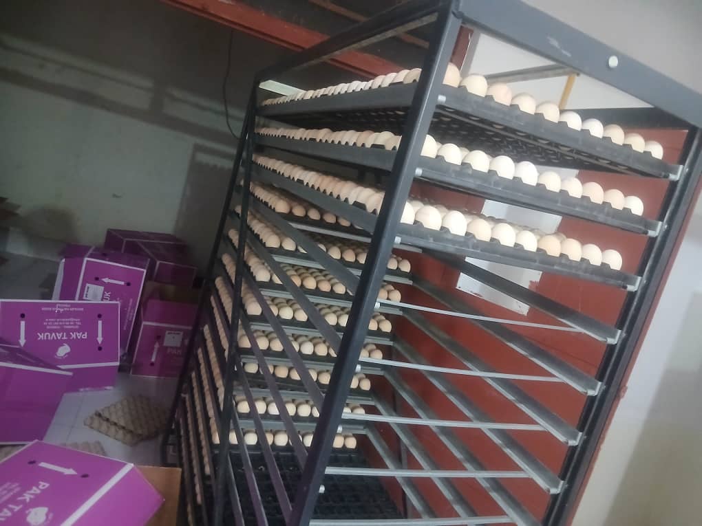 هلمند کې د غوښینو چرګانو د تولید په پار سلګونه زره هګۍ وارد شوې