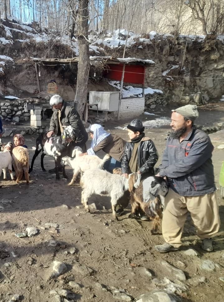 توزیع بزهای شیری برای حمایت از مالداران در ولسوالی فرخار