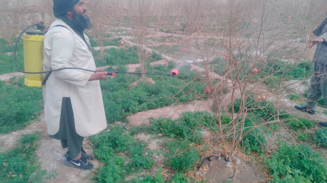 د هلمند سنګین کې بڼوالو ته د ژمي د یوریا سپرې په اړه روزنیز پروګرام ترسره شو