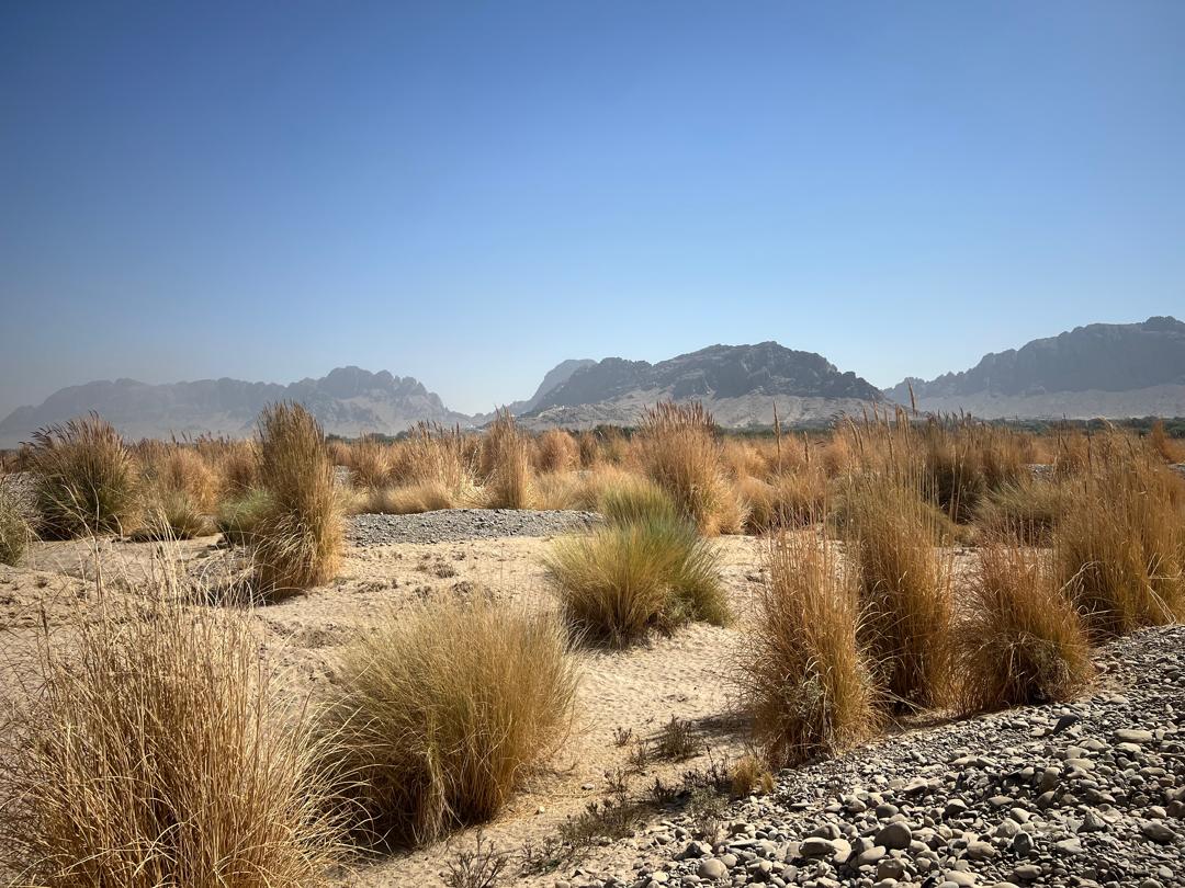 د کندهار ارغنداب کې د ځنګلي بوټو ناقانونه لېږد په پار څارنه وشوه