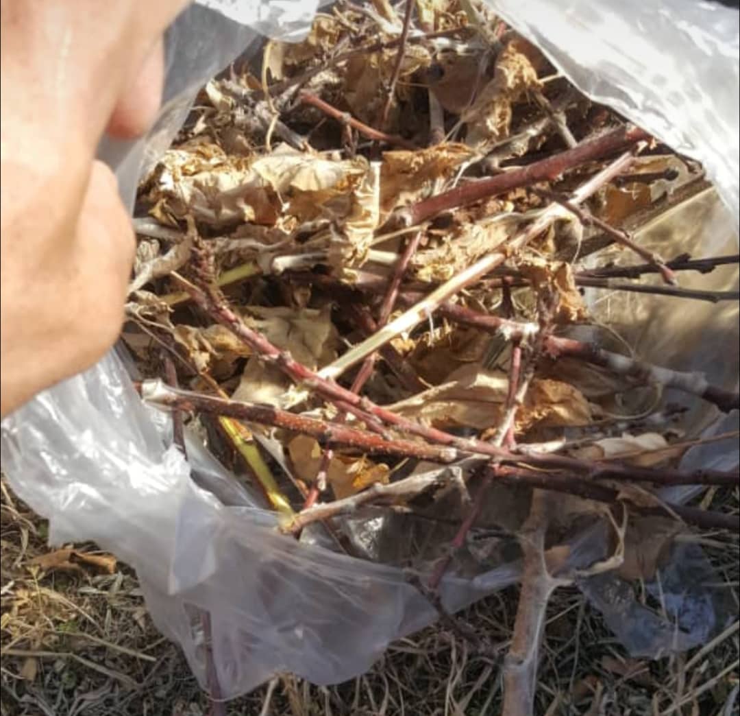 ختم کمپاین مجادله میخانیکی آفت مور پتدار در چهار ولسوالی بدخشان