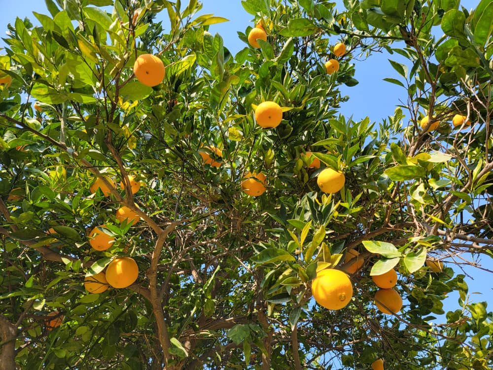 ننګرهار کې د مالټو حاصلات ۲۲۱۴ مټریک ټنو ته رسېږي؛ د تېر کال په پرتله ۵ سلنه زیاتوالی