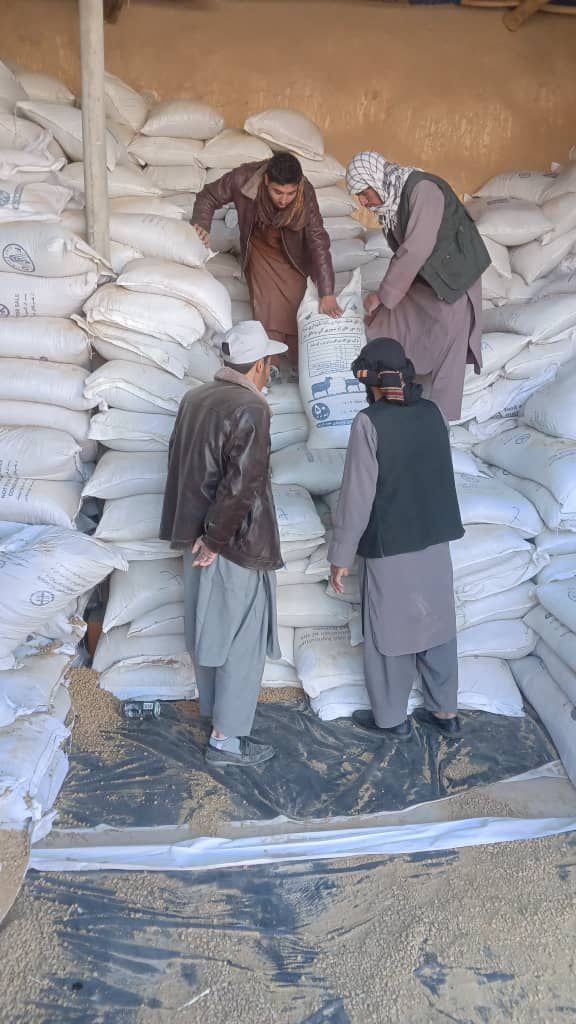 توزیع خوراکه حیوانی برای مالداران در ولسوالی چمتال ولایت بلخ