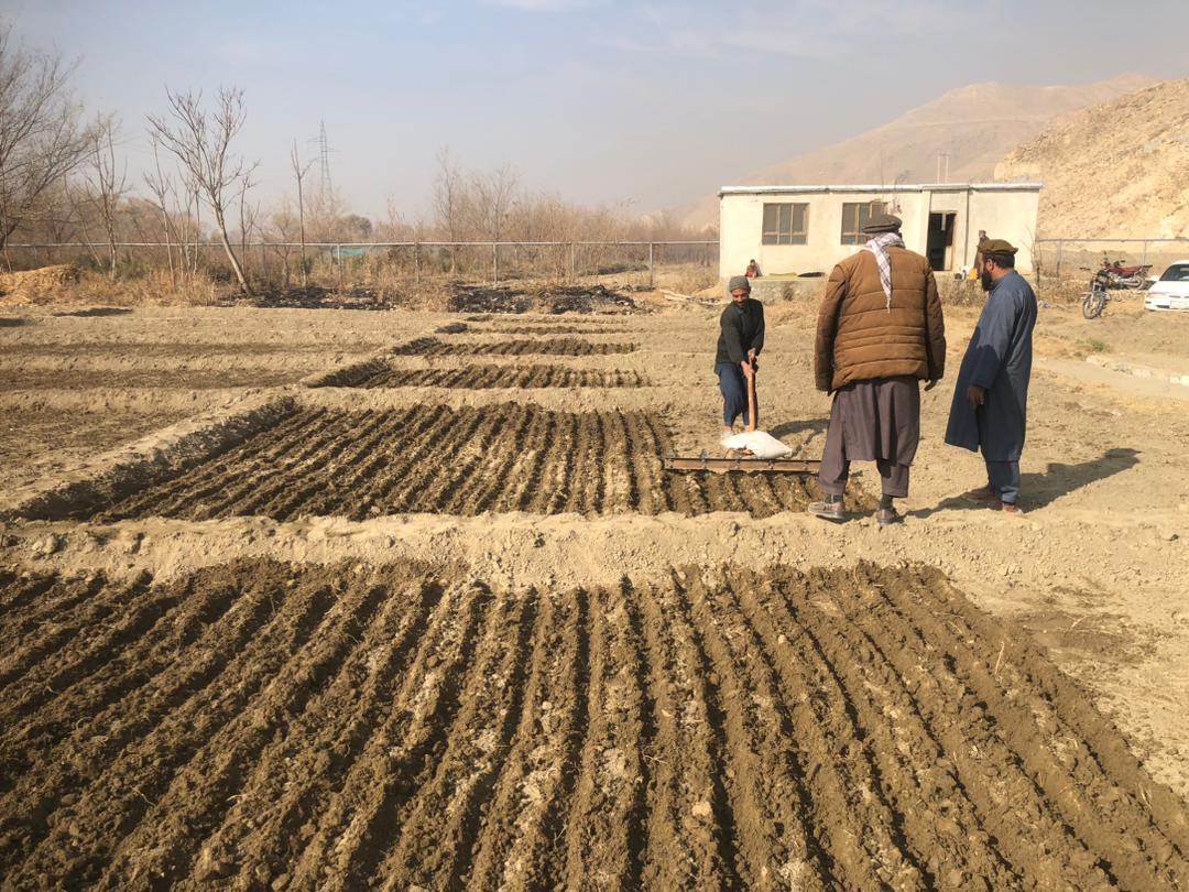 آغاز کشت تخم اصلاح‌شده هستوی در فارم تحقیقاتی شوخی کاپیسا