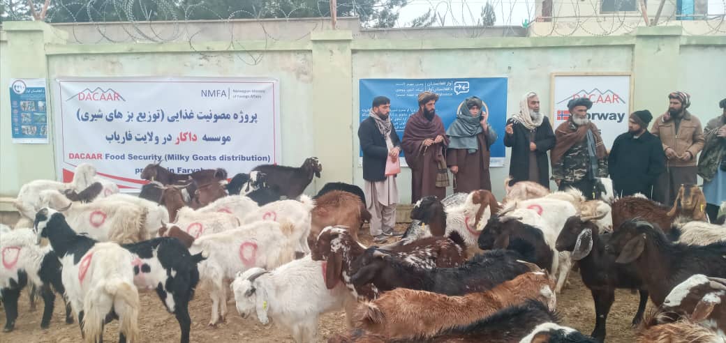 آغاز روند توزیع بزهای شیری نسل اسماری برای خانواده‌های آسیب‌پذیر فاریاب