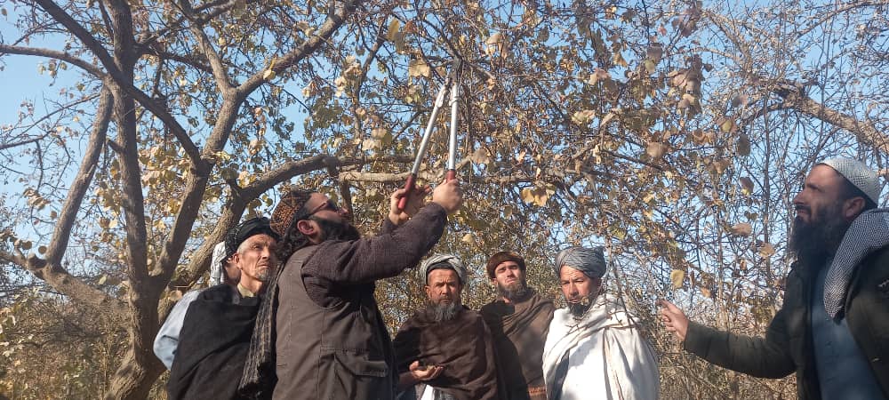 آغاز برنامه مجادله میخانیکی آفت مورپت داروخیمه‌ساز در تخار