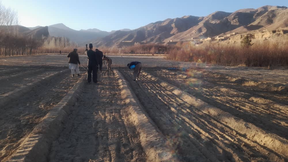 تکمیل کار پروژه انکشافی تنظیم نباتات طبی در پروان