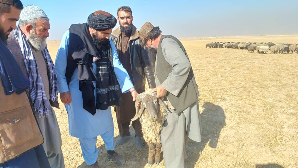 څلورو شمالي ولایتونو ته د څارویو د څېړنې رییس او ورسره مل پلاوي سفر