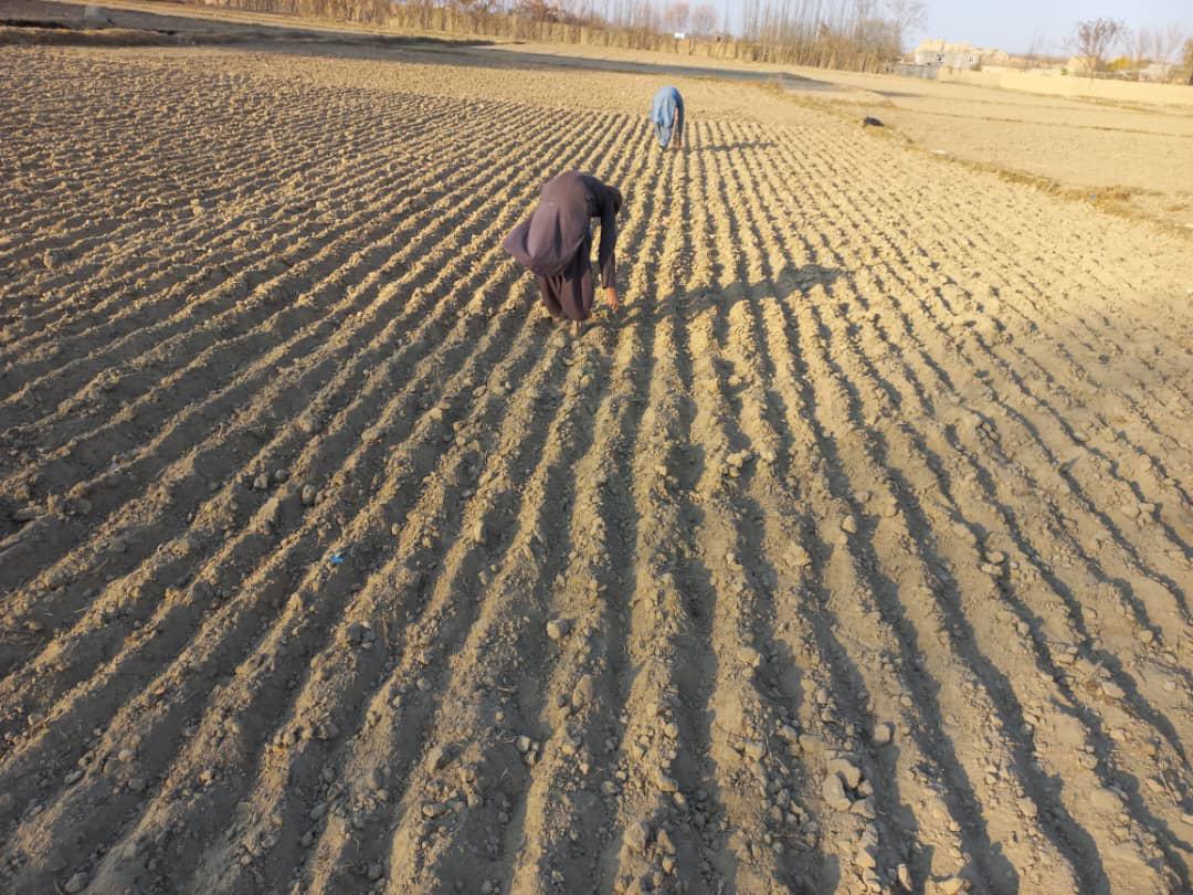 مدیریت عمومی خدمات زراعتی ولسوالی شولگره یک قطعه نمایشی گندم ورایتی «وحدت ۱۵» را در قریه نیک‌محمد قدیم به‌گونه قطاری و با فاصله ۲۰ سانتی‌متر میان قطارها کشت نمود. این روند تحت رهنمایی عملی مدیر غله‌جات و حبوبات این ولسوالی اجرا شد.