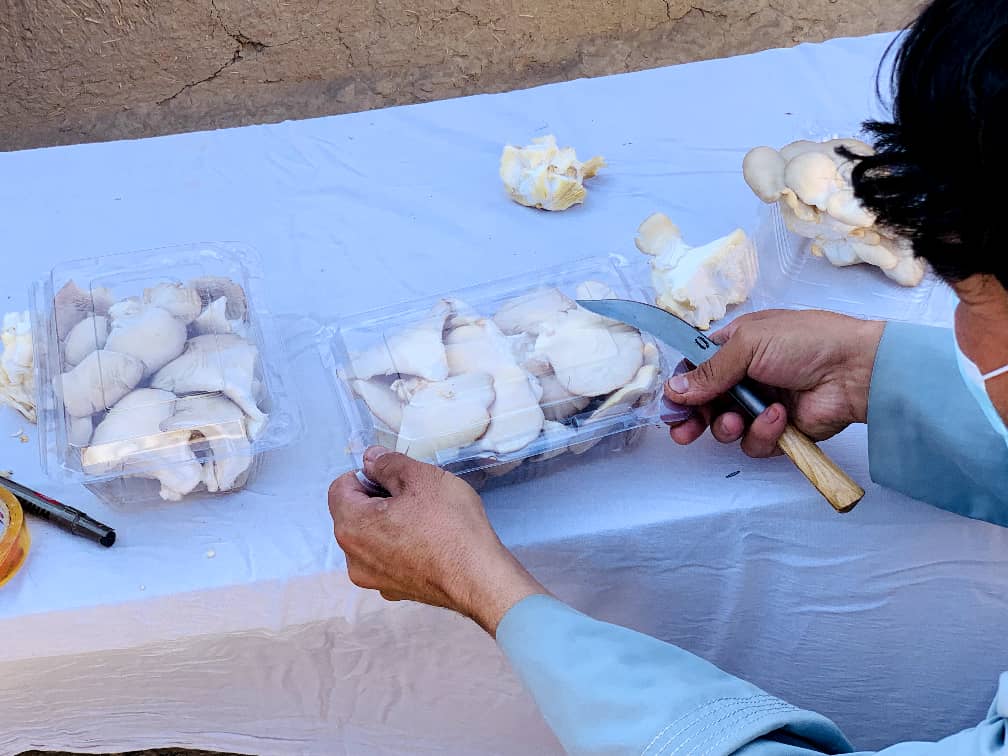 کندهار کې د مرخیړیو لومړني حاصلات راټول شول؛ د کوکنارو پر وړاندې بدیل کښت ته نوې هیلې