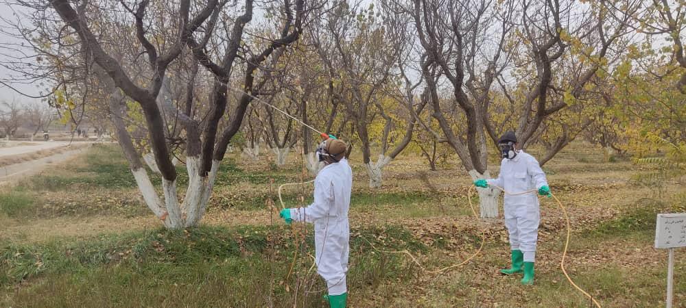 بلخ کې د یوریا سپرې کمپاین پيل شو؛ بڼونه د افتونو پر وړاندې وقایه کېږي