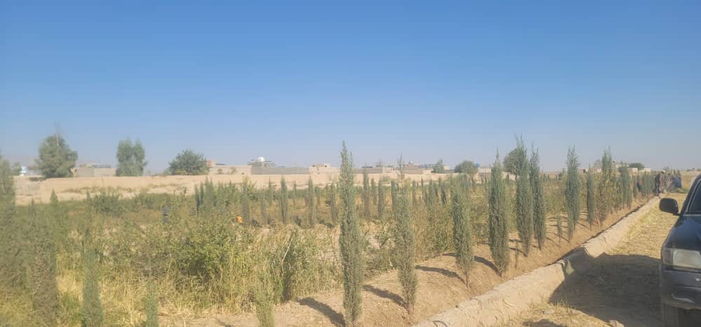 فراه کې د ۱۶۵ زره افغانیو په لګښت د نیالګیو د تولید پروژه بشپړه شوه