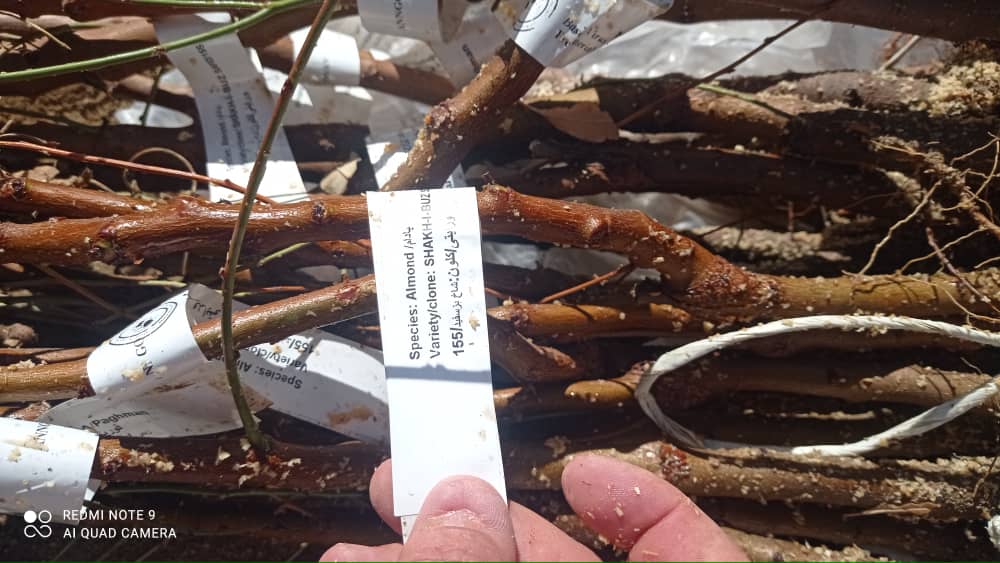 توزیع ۱ هزار ۱۰۰ نهال مثمر بادام در دایکندی و نظارت بر آن