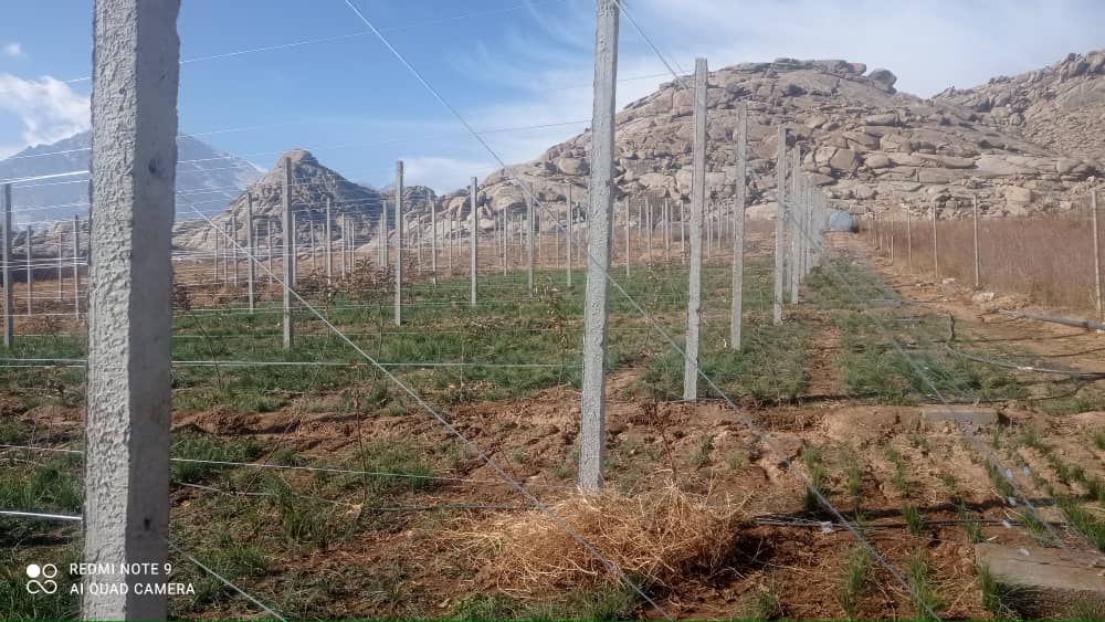 احداث ۱۹ قطعه باغ متراکم سیب در دایکندی