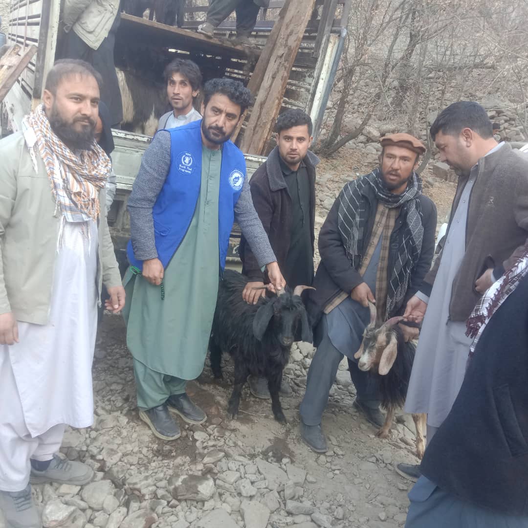 توزیع بزهای شیری وطنی برای خانواده‌های مستحق در آبشار پنجشیر