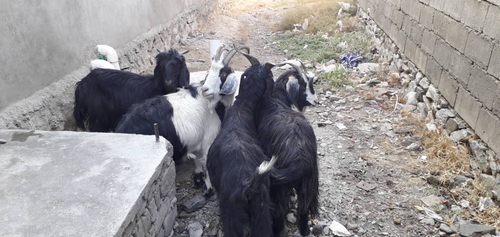 توزیع بزهای شیری برای خانوادهای مستحق در ولسوالی عنابه ولایت پنجشیر