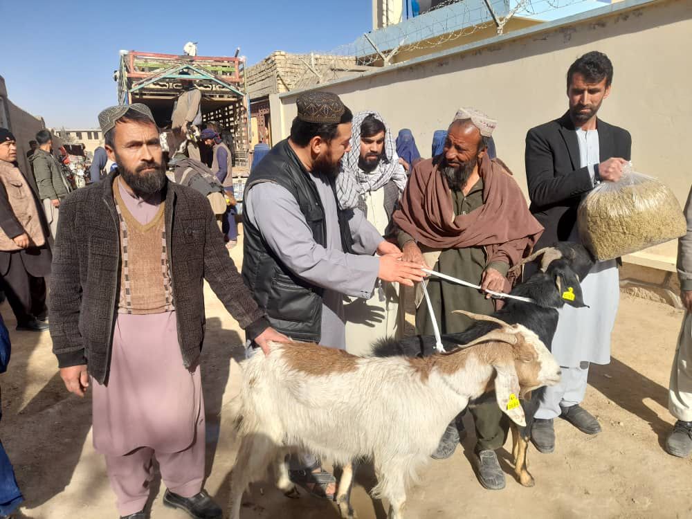 توزیع بزهای شیری برای ۴۰ فامیل مستحق در ولسوالی شولگره ولایت بلخ
