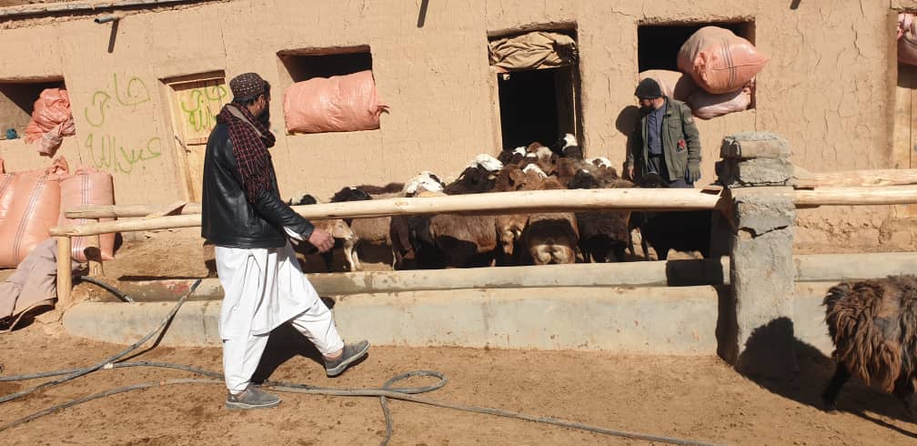 توزیع ۹۶ راس گوسفند برای محافظین پروژه تنظیم همه‌جانبه علفچرها در غور