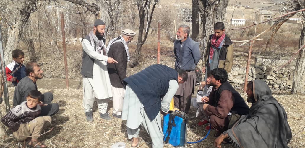 آغاز برنامه یوریا اسپری در ولسوالی عنابه ولایت پنجشیر