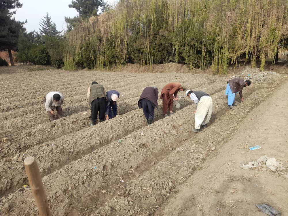 نظارت از روند بذر مستقیم تخمیانه‌جات در فارم باغ ذخیره تالقان انجام شد