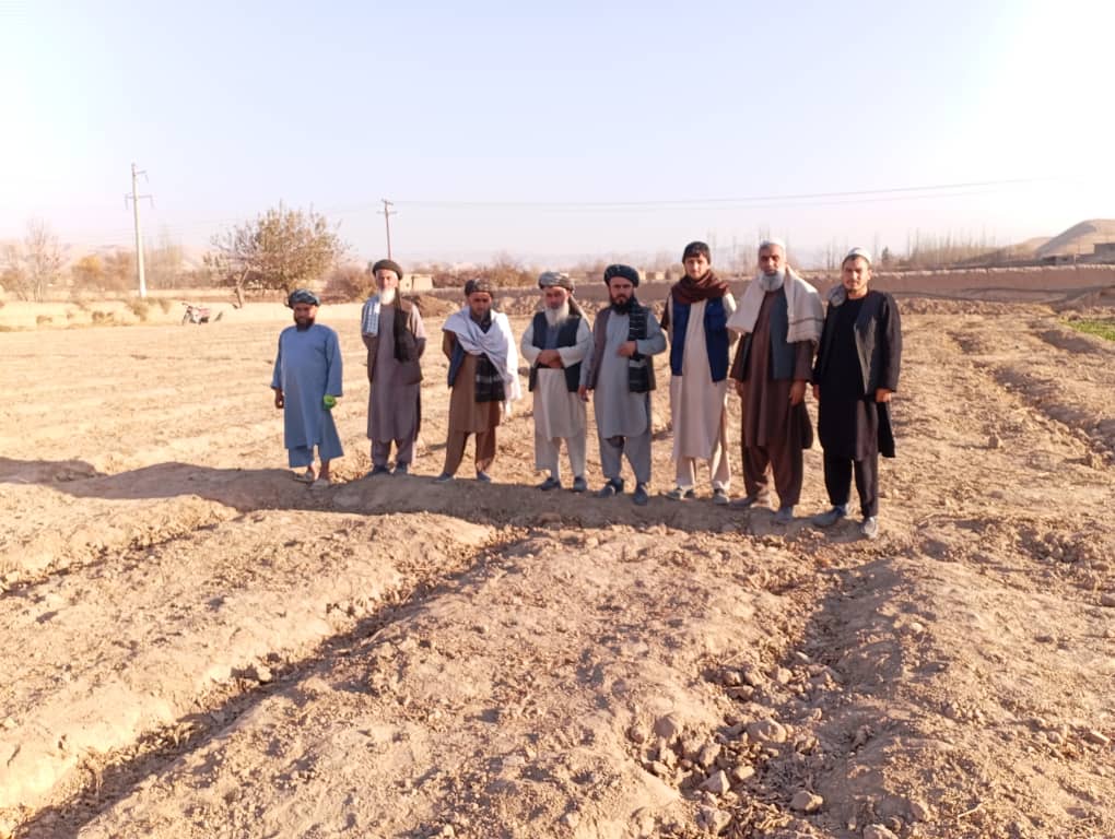 ایجاد ۲۵ قطعه نمایشی گندم بذری در فاریاب