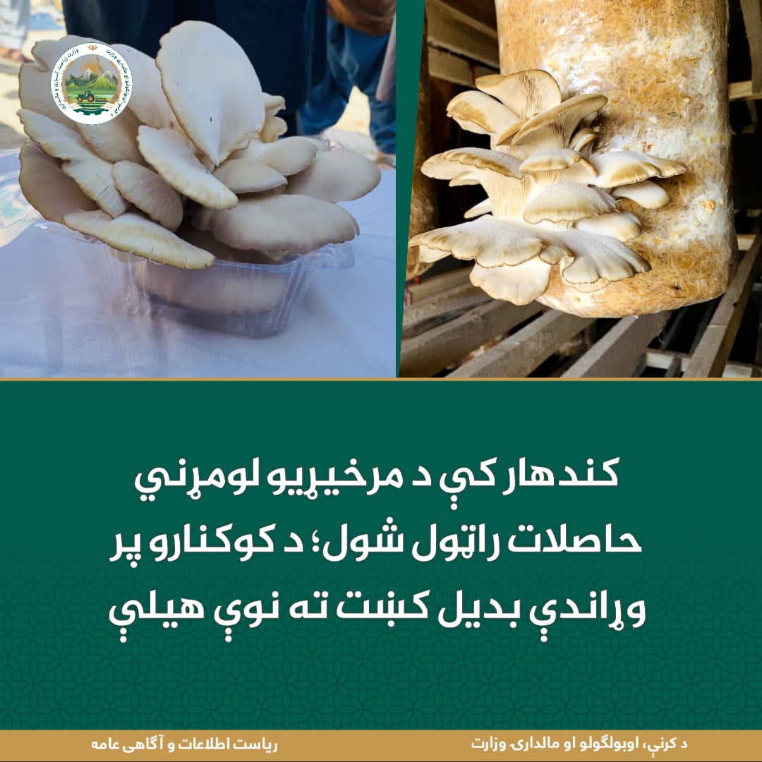 د ورځ مهمی خبری