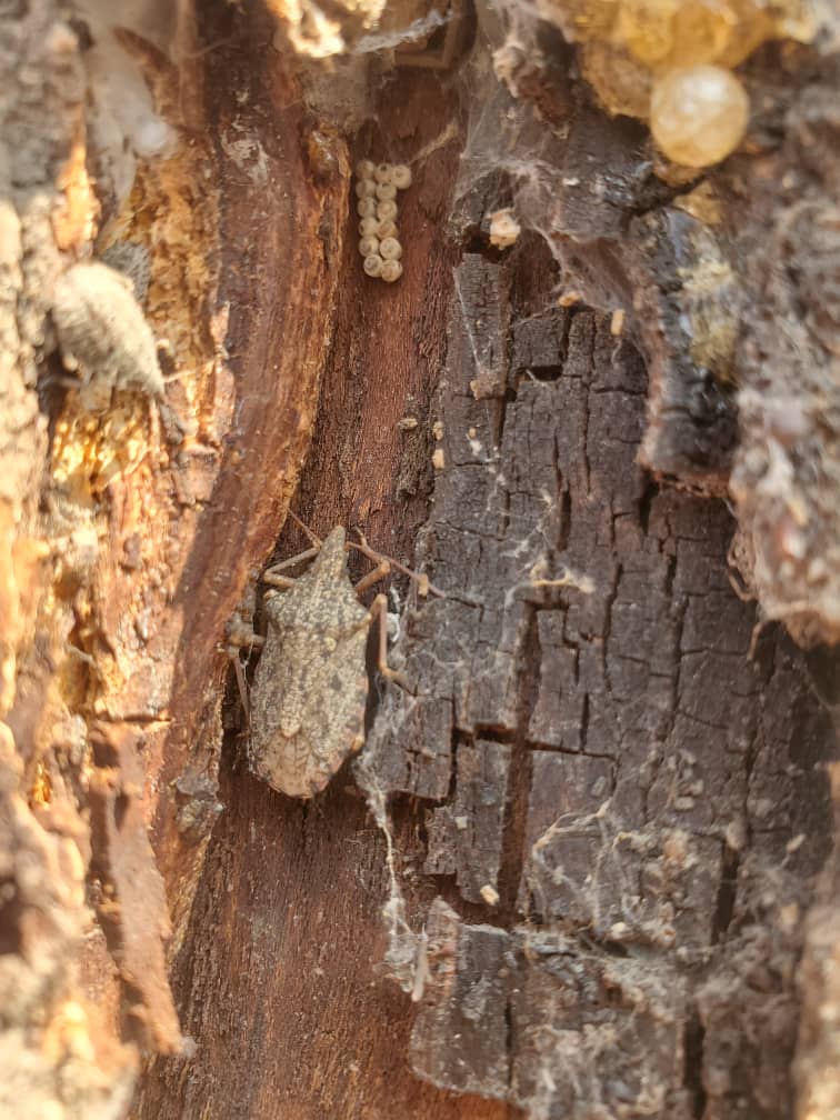 روزګان ولایت کې د یوریا سپرې او د مور پتدار پر وړاندې میخانیکي مبارزې کمپاین پیل شو