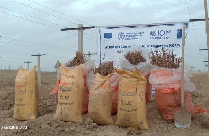 د هلمند موسی کلا کې یوشمېر بڼوالو سره مرسته وشوه