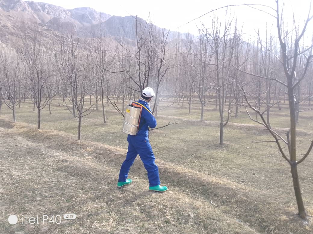 اجرای برنامه یوریا اسپری در ولسوالی‌های خرم و سارباغ سمنگان