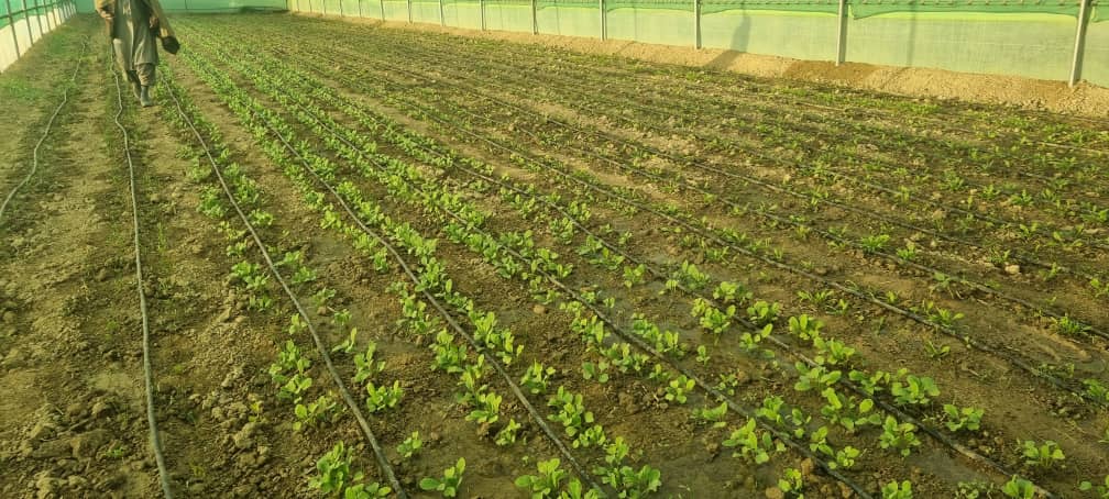 د کندهار دوو ولسوالیو کې لس شنې خونې ګټې اخیستنې ته وسپارل شول