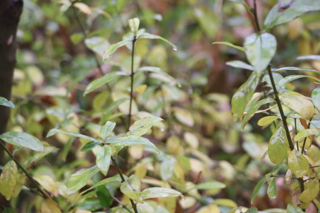 حفر بیش از ۸۱ هزار چاه جذبی و چکدم برای مهار آب‌های باران در ولایت هرات